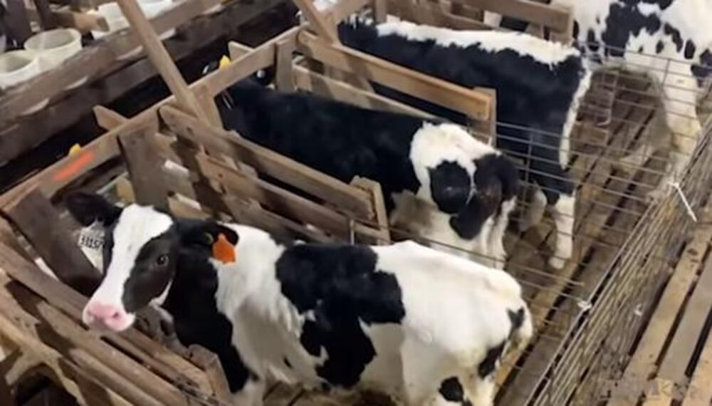 Krave, Telad, Coca Cola, Farma