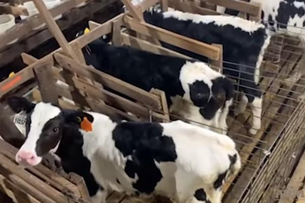 UZNEMIRUJUĆI SNIMAK ZLOSTAVLJANJA ŠOKIRAO AMERIKANCE: Zbog njega je pala VELIKA KORPORACIJA! UŽAS! (VIDEO)