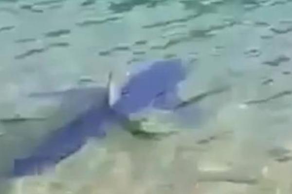 GRAĐANI U PANICI! OPASNA ŽIVOTINJA UOČENA U PLIĆAKU: Nikada nije viđena OVOLIKO BLIZU PLAŽE! (VIDEO)