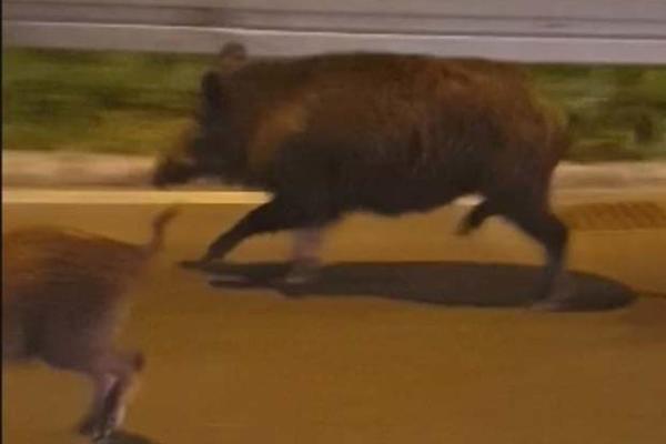 ALBANCI ZAKOPALI KOKAIN U ŠUMI, ALI NA JEDNO NISU RAČUNALI: Divlje svinje NAVALILE i sve uništile!