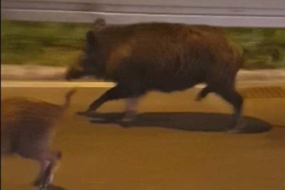 ALBANCI ZAKOPALI KOKAIN U ŠUMI, ALI NA JEDNO NISU RAČUNALI: Divlje svinje NAVALILE i sve uništile!