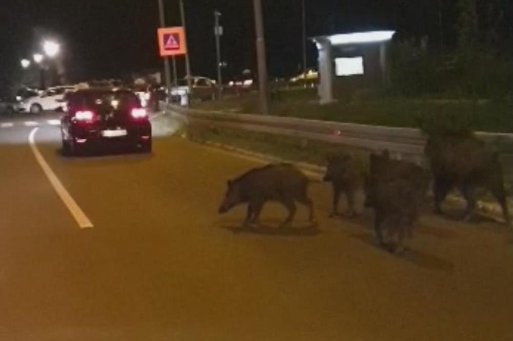 BEOGRAD 5 DANA POD OPSADOM DIVLJIH SVINJA! Nisu navikle na buku, MOGU DA BUDU OPASNE PO LJUDE