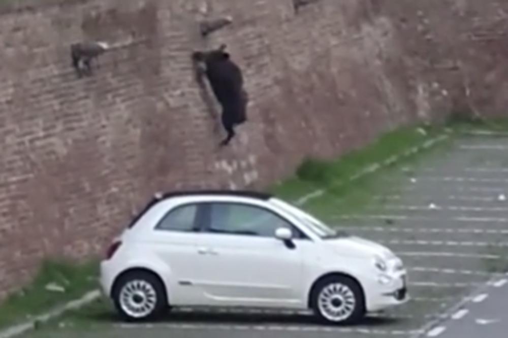 ŠOK-SNIMAK OGROMNE DIVLJE SVINJE S KALEMEGDANA JUTROS U ZORU!  Pogledajte kako pokušava da se popne uz bedem!