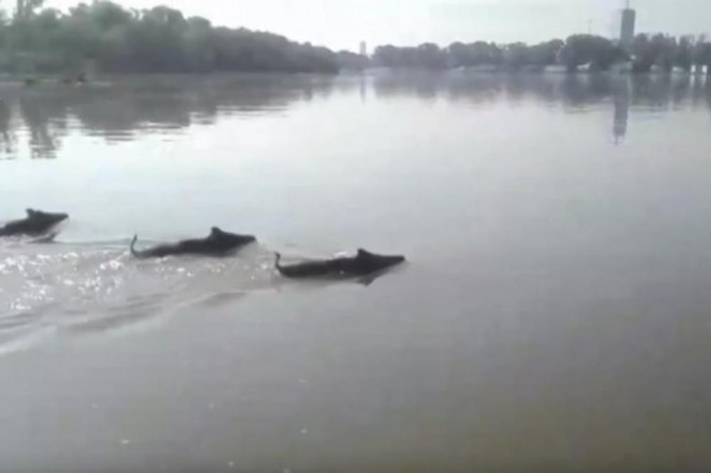 NASTAVLJA SE INVAZIJA DIVLJIH SVINJA U BEOGRADU Jedna uspela da skoči s petog sprata garaže, ostale plivaju (VIDEO)