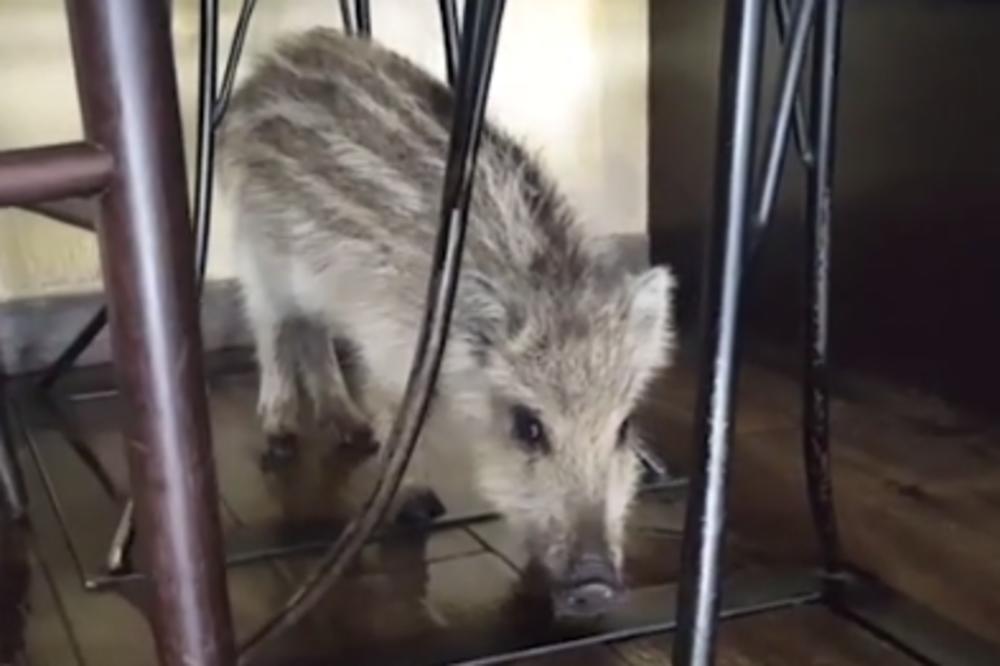 DIVLJE PRASE ULETELO U MEKSIČKI RESTORAN NA NOVOM BEOGRADU: Čistačica u šoku, ostavila ulazna vrata otvorena!