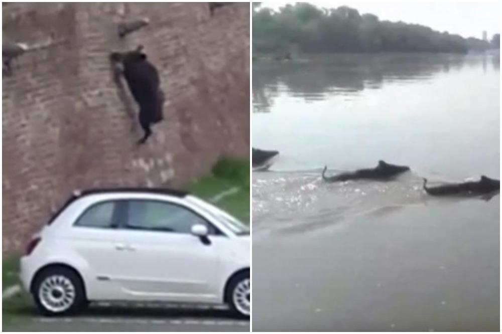 DIVLJE SVINJE UBIJAJU PUŠKAMA U BEOGRADU?!? Čuju se pucnjevi oko Ušća, Tviter gori, nadležni ćute!