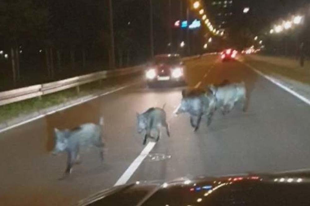 JOŠ 9 DIVLJIH SVINJA POBEGLO S VELIKOG RATNOG OSTRVA U ZEMUN I NA NOVI BEOGRAD! Doplivale u grad zbog poplava!