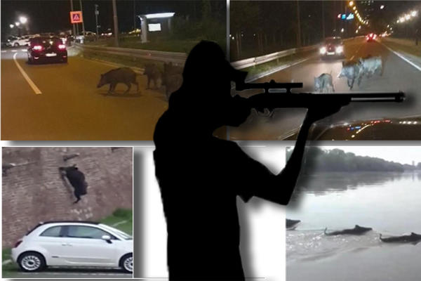 POBIŠE DIVLJE SVINJE U BG, SA SVE MLADUNCIMA! O ovom se šuška i šapuće, OTKRILI SMO ŠTA JE PRAVA ISTINA