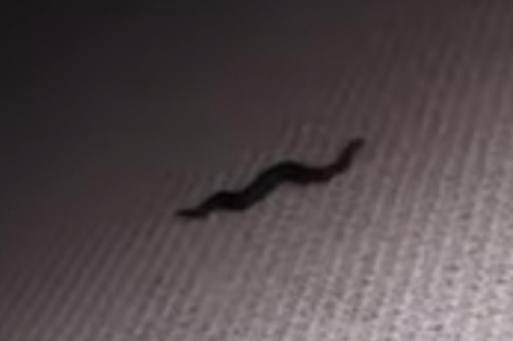 DIGLA JE PANIKU JER JE VIDELA ZMIJU ISPOD KREVETA: Kada su došli da je uhvate, UMRLI SU OD SMEHA! (VIDEO)