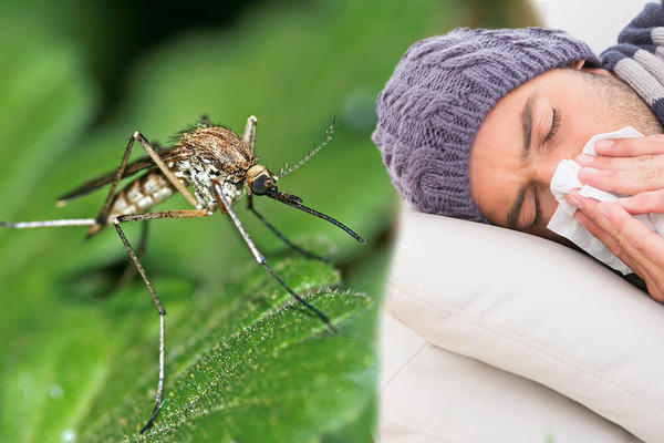 KOMARCI PRENOSE NOVI VIRUS! Najrizičniji pacijenti su ONI, a tegobe se javljuju 2 DO 14 DANA NAKON UBODA! OPREZ!
