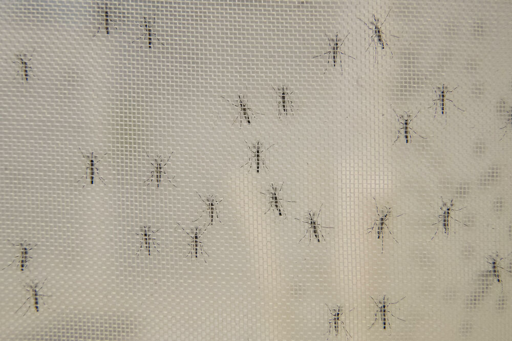 Komarci, Insekti, Mreža za komarce, Mreža, Prozor, Bube