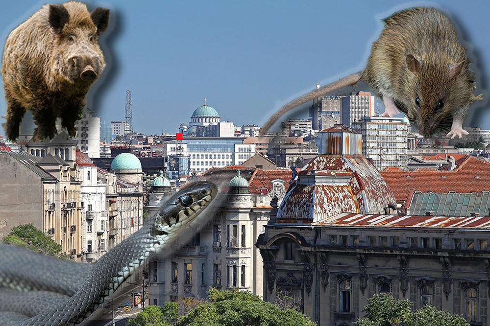 GORAN VESIĆ POTVRDIO! Tender za izgradnju groblja KUĆNIH LJUBIMACA biće verovatno raspisan u SEPTEMBRU!