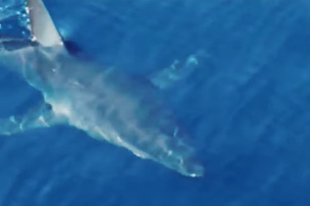 HAOS NA HRVATSKOM PRIMORJU: Uhvatili ajkulu tešku POLA TONE!