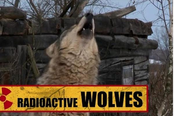 MUTIRANI VUKOVI IZ ČERNOBILJA UTERUJU STRAH U KOSTI: Evo kakve je ZVERI OD ŽIVOTINJA napravila radijacija! (VIDEO)