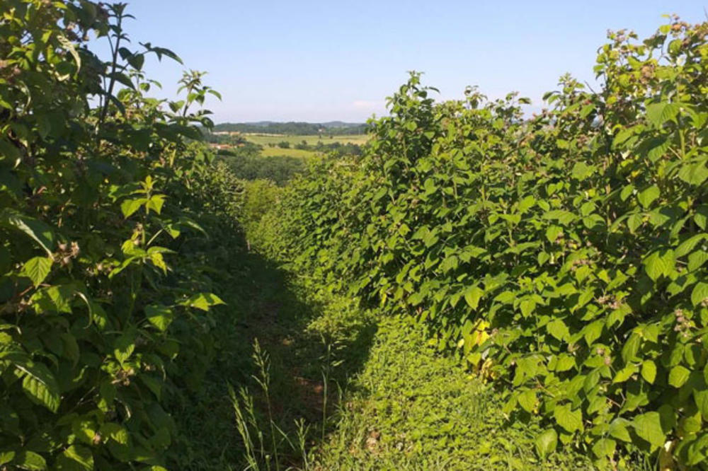 STIGLE PRVE SRPSKE MALINE: Ovu cenu po kilogramu NISTE OČEKIVALI