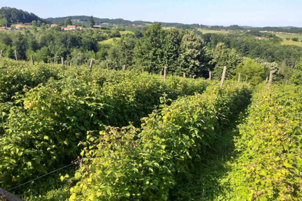 SRBI, NA OVOM MOŽE DA SE ZARADI I 10.000 EVRA! Dve sorte su pogotovo POGODNE!