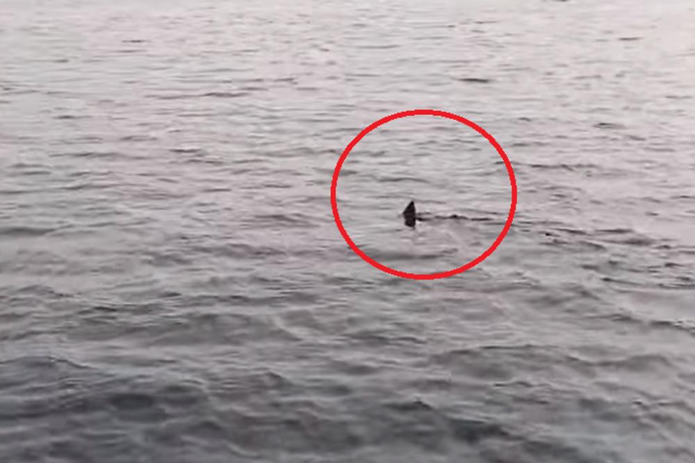 SADA JE VEĆ ALARMANTNO! Morski pas po treći put viđen na Jadranu, ponovo PRIŠAO TURISTIMA (VIDEO)