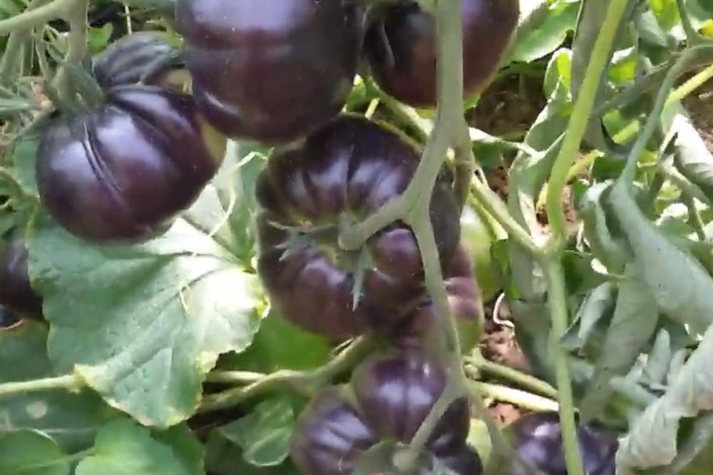 OVO CRNO VOĆE SADRŽI NATPRIRODNU SUPSTANCU KOJA UBIJA ĆELIJE RAKA: Starac (66) objavio neverovatno otkriće!