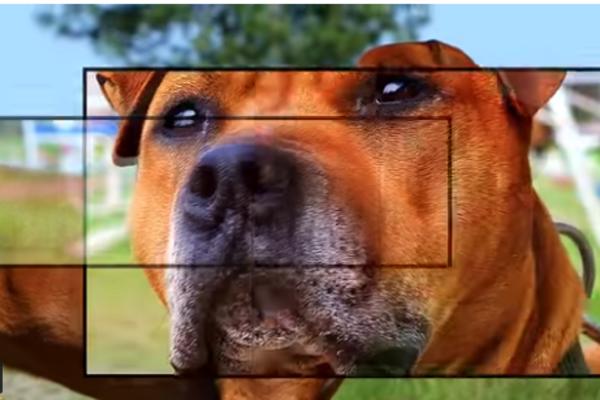 OVIH 6 RASA PASA  SU NAJJAČI NA SVETU: Nećete verovati ko je na prvom mestu! OGROMAN JE I BRUTALAN! (VIDEO)