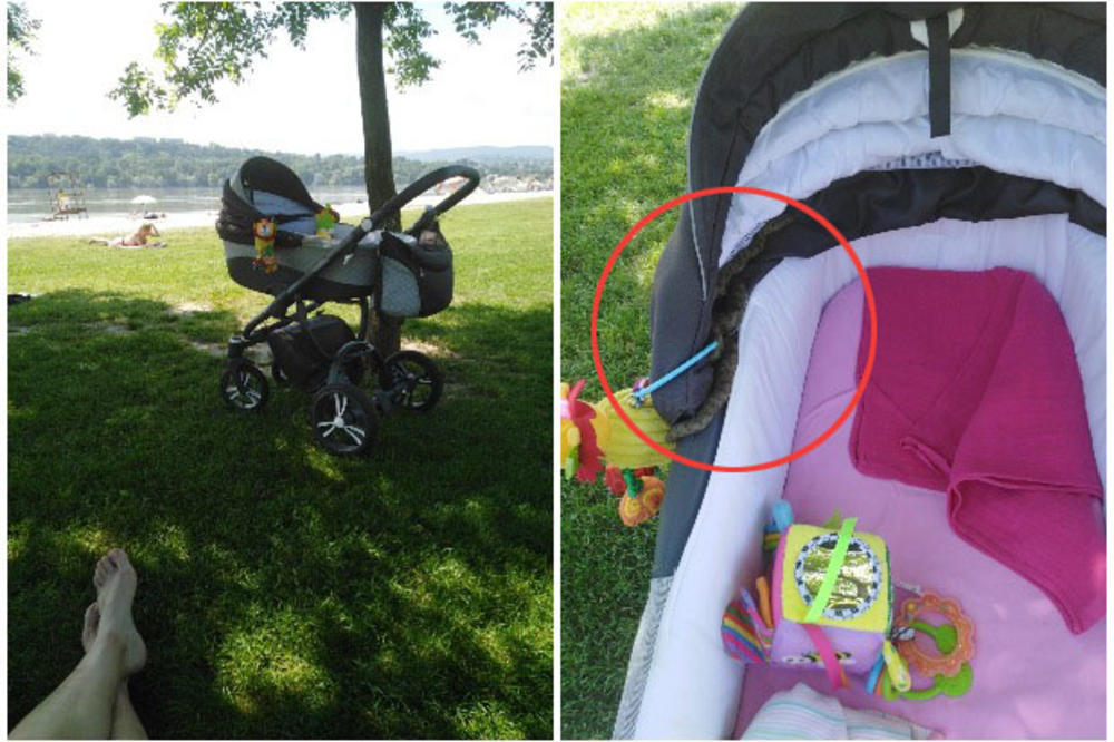 UŽAS U NOVOM SADU! Zmija se uvukla U KOLICA DOK JE BEBA SPAVALA! Ima ih svuda, PAZITE SE (FOTO)