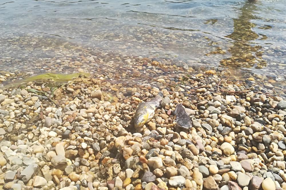 JEZIV PRIZOR NA ADI CIGANLIJI: MRTVE RIBE plutaju jezerom! Voda ih izbacuje na obalu (FOTO)