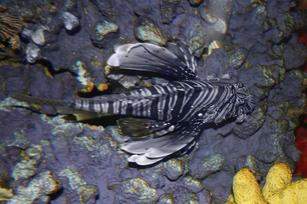 SRPKINJA ZA DLAKU IZBEGLA SMRT! Napala ju je riba koja PUŠTA OTROV, nije se dobro PROVELA