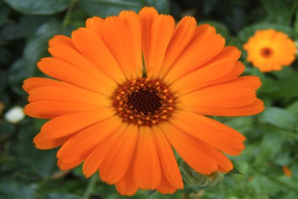 NETAČNO JE DA NEVEN LEČI PROŠIRENE VENE