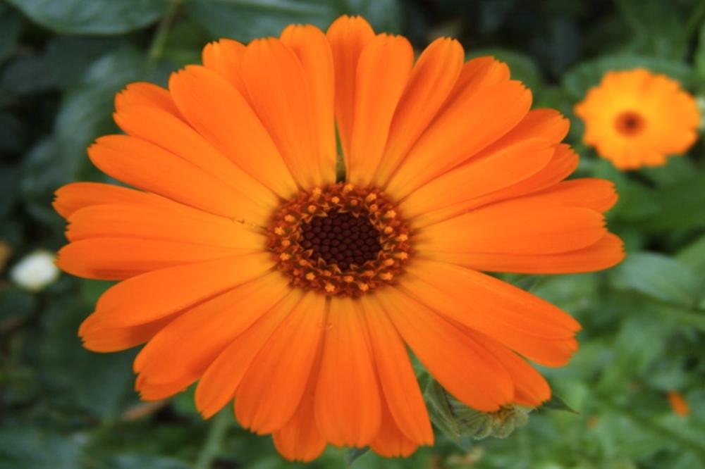 NETAČNO JE DA NEVEN LEČI PROŠIRENE VENE