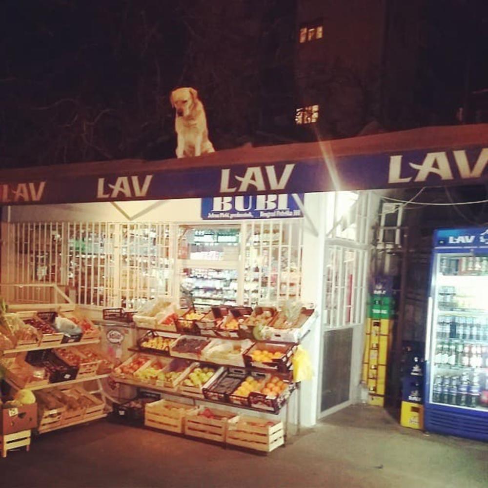 Leo je tu i danju i noću  