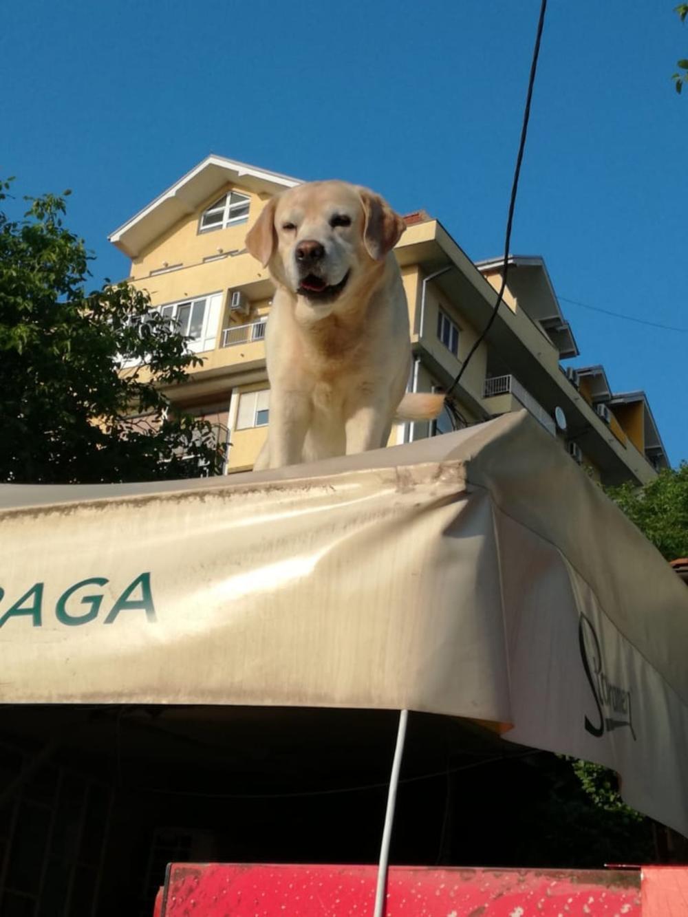 Leo 'na radnom mestu'  