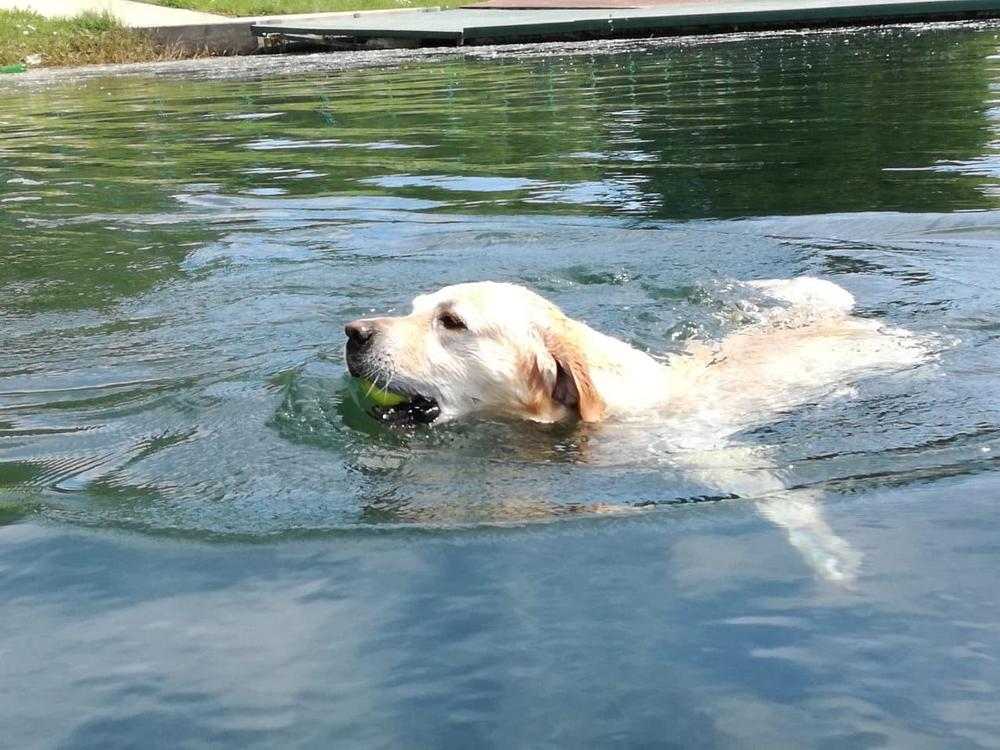 Leo obožava vodu, ali se plaši 'creva'  