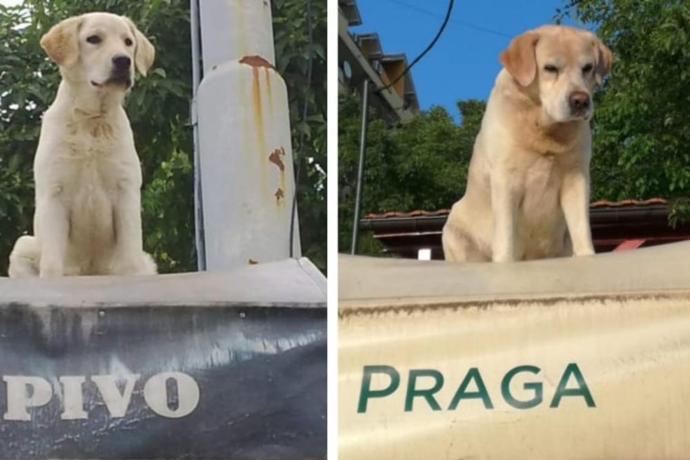 PAS LEO JE ČUVAR CELE ČUKARICE! Živi na nastrešnici PRODAVNICE u Požeškoj i ZVEZDA JE BRDA! OVO GA NAJVIŠE NERVIRA