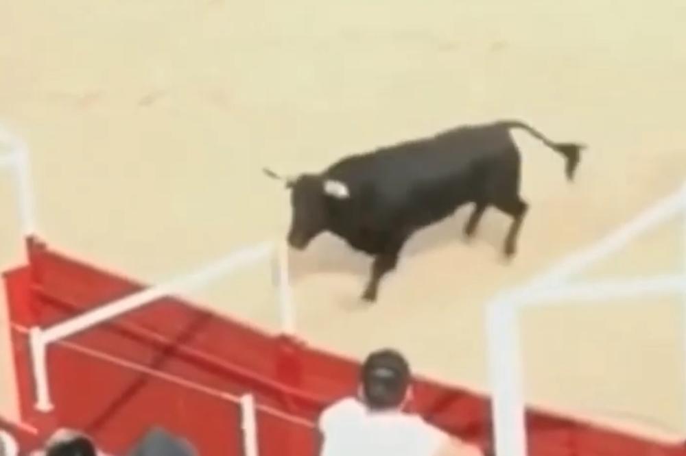 POBESNELI BIK UBIO VOLONTERA NA KORIDI! Životinja se otrgla kontroli, pa zadala SMRTONOSNI UDARAC (VIDEO)