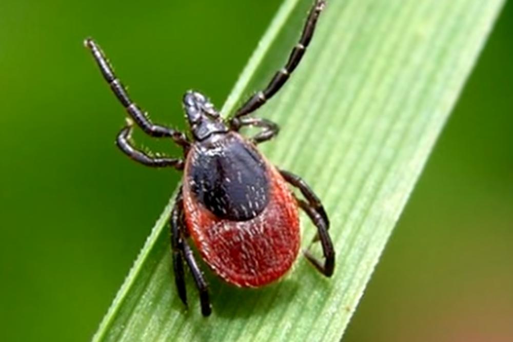 KRPELJI NAPADAJU, LEKARI UPOZORAVAJU: Uklanjane vrši samo stručna osoba, mogu izazvati ozbiljne probleme!