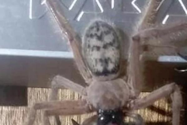 OTIŠLI NA IZLET PA SNIMILI SCENU IZ NOĆNIH MORA: Ovo ČUDOVIŠTE je POJELO nešto neverovatno (FOTO)