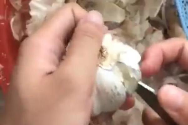 NAJLAKŠI NAČIN DA OČISTITE BELI LUK! Ovaj TRIK je raspametio ljude na TVITERU! ZA SEKUND PADA LJUSKA! (VIDEO)