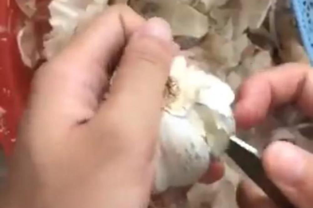 NAJLAKŠI NAČIN DA OČISTITE BELI LUK! Ovaj TRIK je raspametio ljude na TVITERU! ZA SEKUND PADA LJUSKA! (VIDEO)