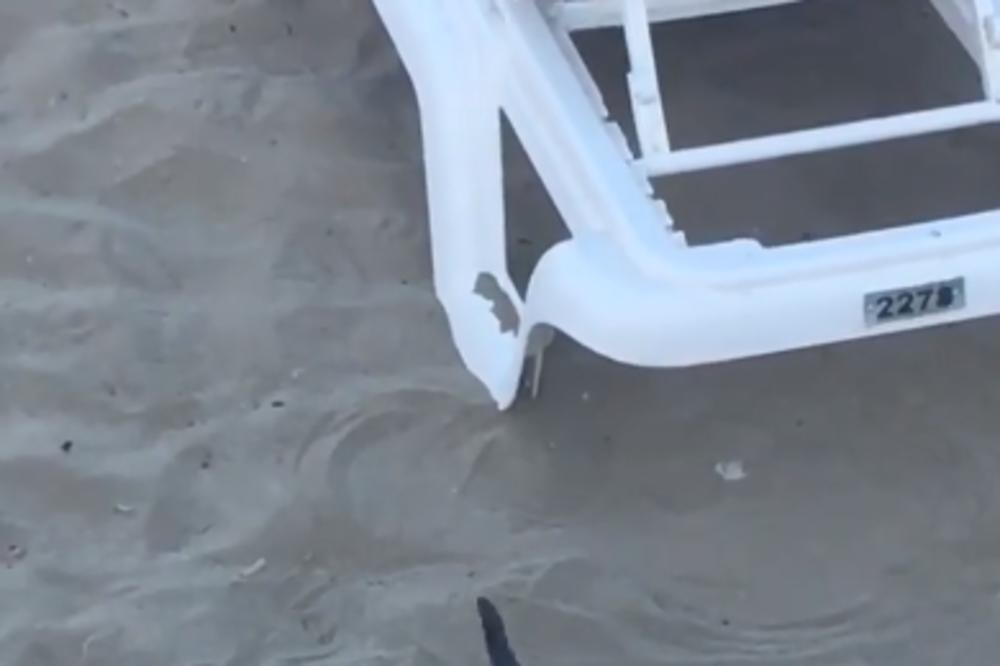 OPASNOST VREBA NA LETOVANJU! Snimak iz Grčke ZAPREPASTIO SRBE, SMRTNA PRETNJA NA KORAK od ležaljke (VIDEO)