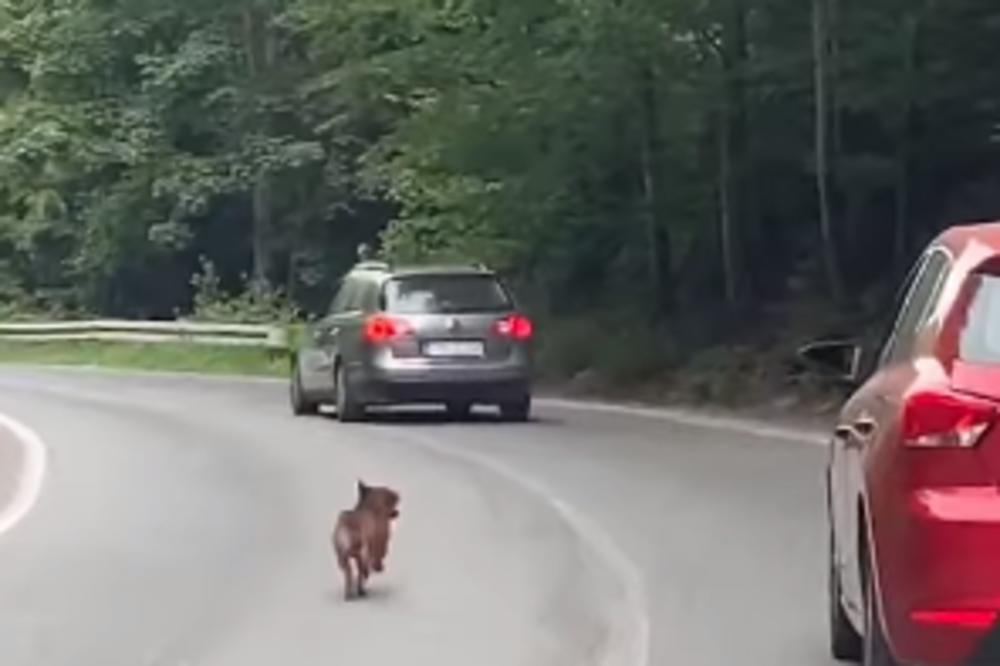 ZBOG OVOG PSA MNOGI LIJU SUZE: Neumorno trči putem, ljudi su pokušali da mu pomognu, ali bezuspešno (VIDEO)