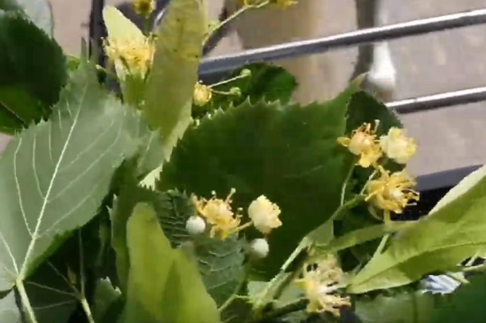 ČAJ OD OVOG DRVETA ČISTI KRV: 11 neverovatnih recepata za PREPOROD ORGANIZMA!