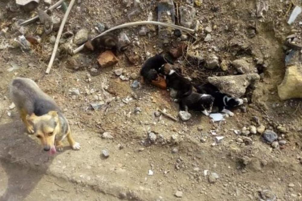 PET ŠTENACA OSTAVLJENO U DŽAKU DA UMRE! Jeziv PRIZOR iz Bora potresao je Srbiju (FOTO)