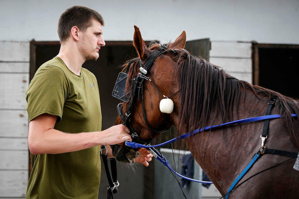 JOKIĆ KUPIO NOVOG KONJA: Potomak čuvenog Verena iz Italije! Već je zaradio 35.000 evra od pobeda!