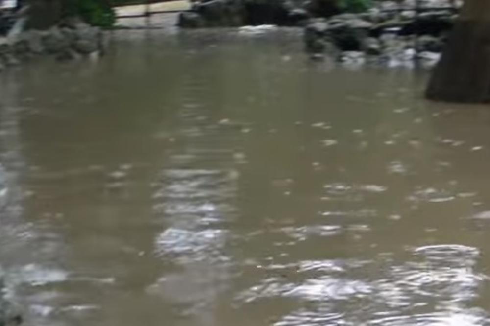 OVO SU NAJTRAGIČNIJI SNIMCI POTOPA U BEOGRADU! Beo Zoo vrt u vodi, ŽIVOTINJE su u OPASNOSTI, preti HAOS (VIDEO)