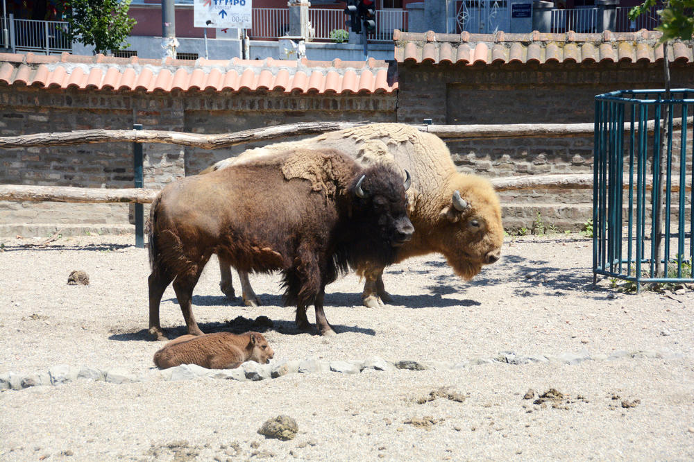 SEĆATE SE BIZONA OD 500 KG KOJI JE ŽIVEO U BG ZOO VRTU? Više ga nećemo viđati, oni imaju NEKE NOVITETE
