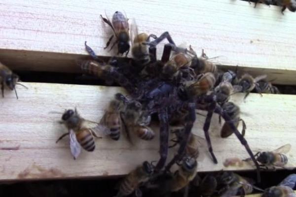 ROJ PČELA NAPAO JE LJUDE U FUTOGU! Ubile su i JEDNOG KONJA, ljudi su u bolnici