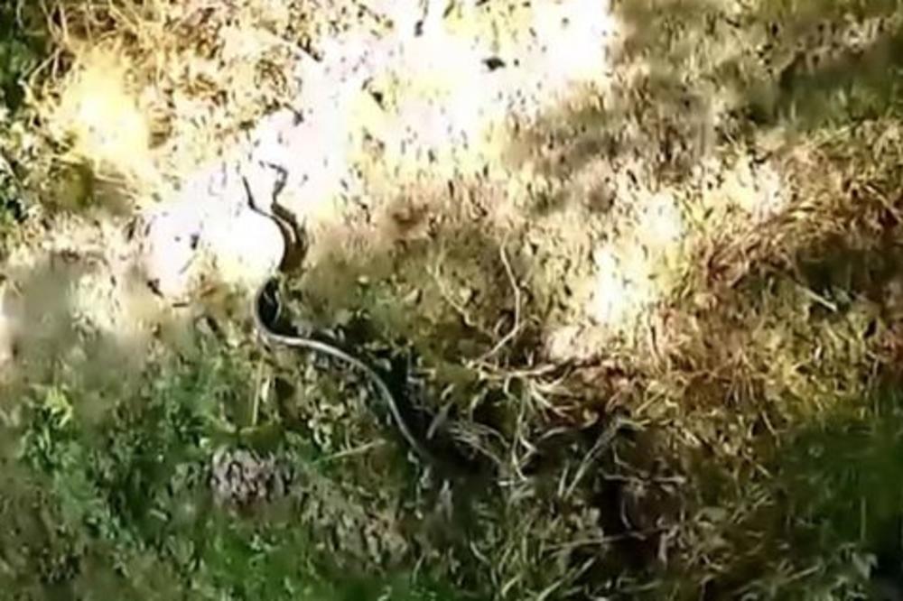 OVAJ GRAD OKUPIRALE SU ZMIJE! Građani u PANICI, ako ih vidite JEDNU STVAR NE SMETE DA RADITE NIKAKO