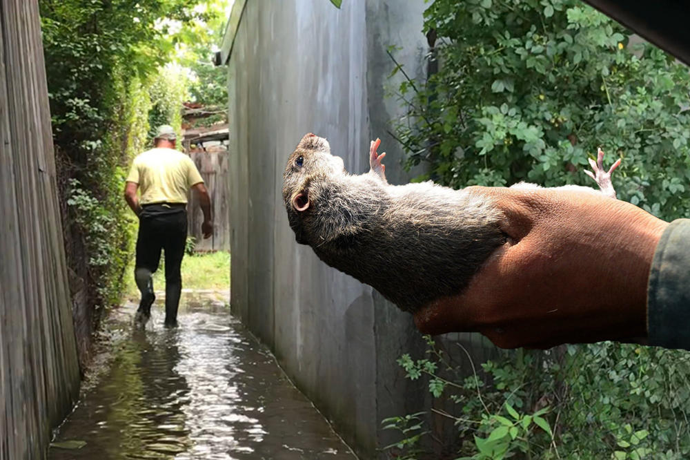 A POSLE POPLAVA - KATAKLIZMA! Ovo su sve ZARAZE koje možete da pokupite, prenose ih životinje, ALI I BILJKE