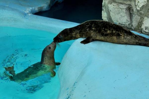 ONI SU TOLIKO SLATKI DA TO NIJE REALNO! Prvi snimci novih neodoljivih stanara Beo Zoo Vrta (VIDEO)