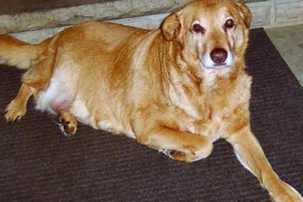 SRPSKI PAS DENA JE TRAŽILA PORODICU 139 DANA, PREŠLA JE ČAK 500 KM! U operaciji OLUJA  ih je pronašla INSTINKTOM!