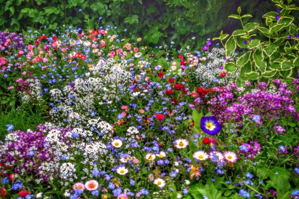 ZA OVOM BILJKOM JE POLUDEO CEO SVET: Lako se održava, izaziva neverovatne reakcije, evo kako IZGLEDA! (FOTO)
